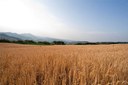 Servizio Agricoltura Es2/2021