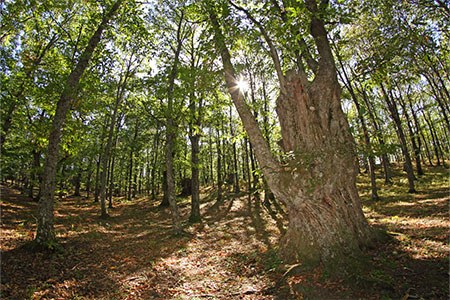 Aree naturali protette