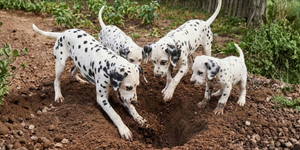 “CheTerraPesti”, la carica dei 101 (numeri)