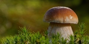 “Vai sul sicuro”, campagna per il consumo dei funghi in sicurezza