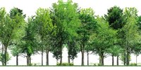 A Carpi una giornata sull’importanza degli alberi in città