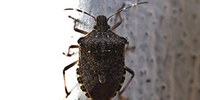 Agricoltura, lotta alla cimice asiatica