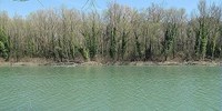 Assegnazione di un’area per il taglio vegetazione lungo il fiume Reno