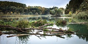 Biodiversità, le specie esotiche invasive in Toscana