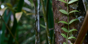 Biodiversità, un rapporto sulle specie aliene invasive