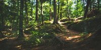 Monitoraggio satellitare dello stato della vegetazione forestale