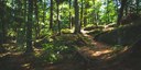 Monitoraggio satellitare dello stato della vegetazione forestale