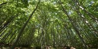 Boschi e foreste, dalla Regione 4,3 milioni per la manutenzione
