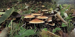 Ceas Imolese. Escursioni autunnali tra funghi e calanchi