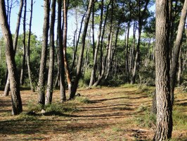 Conselice, nuova vita per il bosco urbano
