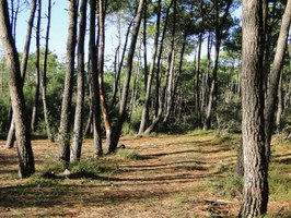 Conselice, nuova vita per il bosco urbano