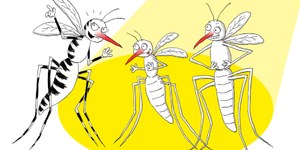 Contrasto alla Zanzara tigre, i risultati nella Bassa Romagna