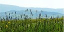 Pollini e spore:  graminacee, piantaggini, olivo, pino e alternaria