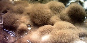 Pollini e spore:  cedro deodara e alternaria