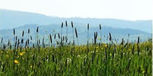 Pollini e spore:  graminacee, frassino orniello e broussonetia