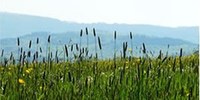 Pollini e spore:  graminacee, frassino orniello e broussonetia