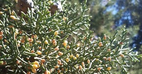 Pollini e spore: cipresso, ontano, frassino, olmo, nocciolo e pioppo