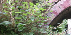 Pollini e spore: parietaria, amaranto, graminacee e alternaria