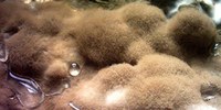 Pollini e spore:  cedro deodara e alternaria