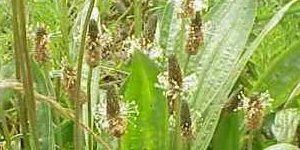Pollini e spore: piantaggini, graminacee e alternaria