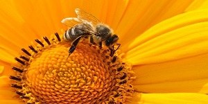 Difesa dell’ape e giro di vite sull'uso di prodotti fitosanitari