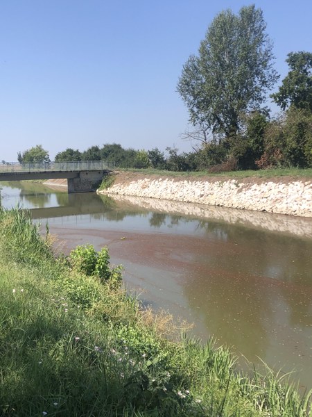 Fioritura algale Modena
