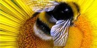 I segreti del miele: alla ricerca dei pollini trasportati dalle api