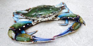Insolita presenza di granchi blu vicino a riva