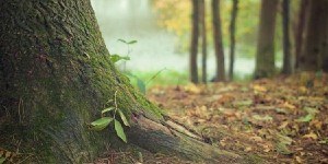 L'Emilia-Romagna celebra la Giornata nazionale dell'albero