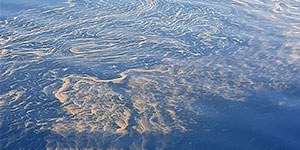 Mare, fioriture microalgali