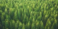 "Mettiamo radici per il futuro": più di 180 mila alberi distribuiti
