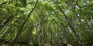 Montagna, 3 milioni per le foreste danneggiate da calamità naturali