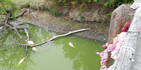Moria di pesci in un laghetto a Cesenatico