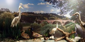 Naturalmente Cesena: turismo slow, biodiversità, patrimonio storico