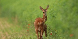 Progetto Combi, conoscere e monitorare la biodiversità in regione