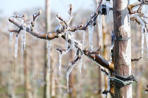 Gelate tardive in agricoltura, rinnovato il servizio di previsioni