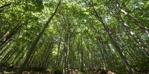 Un albero per ogni residente, a Bobbio (Pc) la prima piantumazione