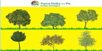 Via al concorso "Trova i colossi arborei del Delta del Po"