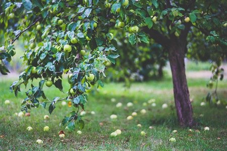 Frutti dimenticati e biodiversità recuperata