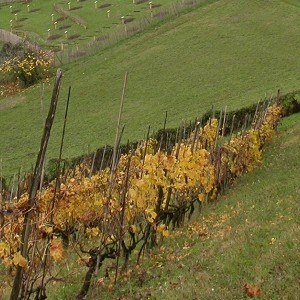 frutteto-da-vigna (1).jpg