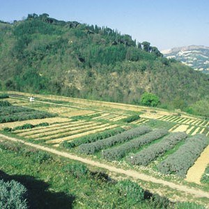 Giardino-Erbe-CasolaV.jpg