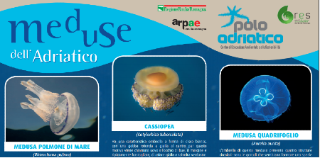 Meduse nell'Adriatico