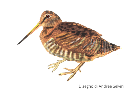 La beccaccia