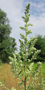 Artemisia