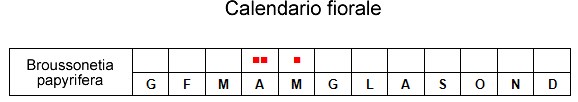 calendario fiorale brussonetia.jpg