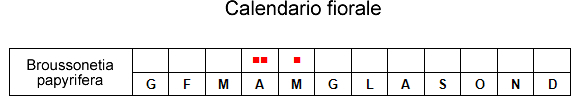 calendario fiorale brussonetia.jpg