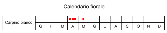 carpino bianco.jpg