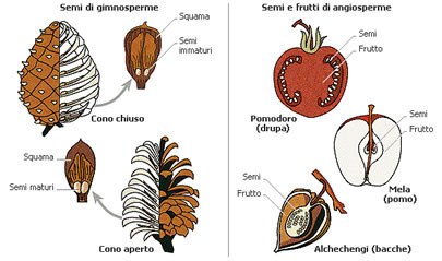 Differenze angiosperme_gimnosperme