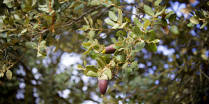 Leccio