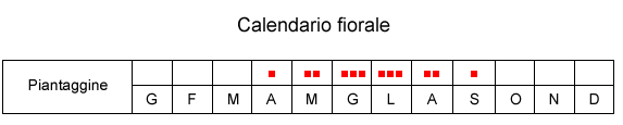 piantaggine.jpg